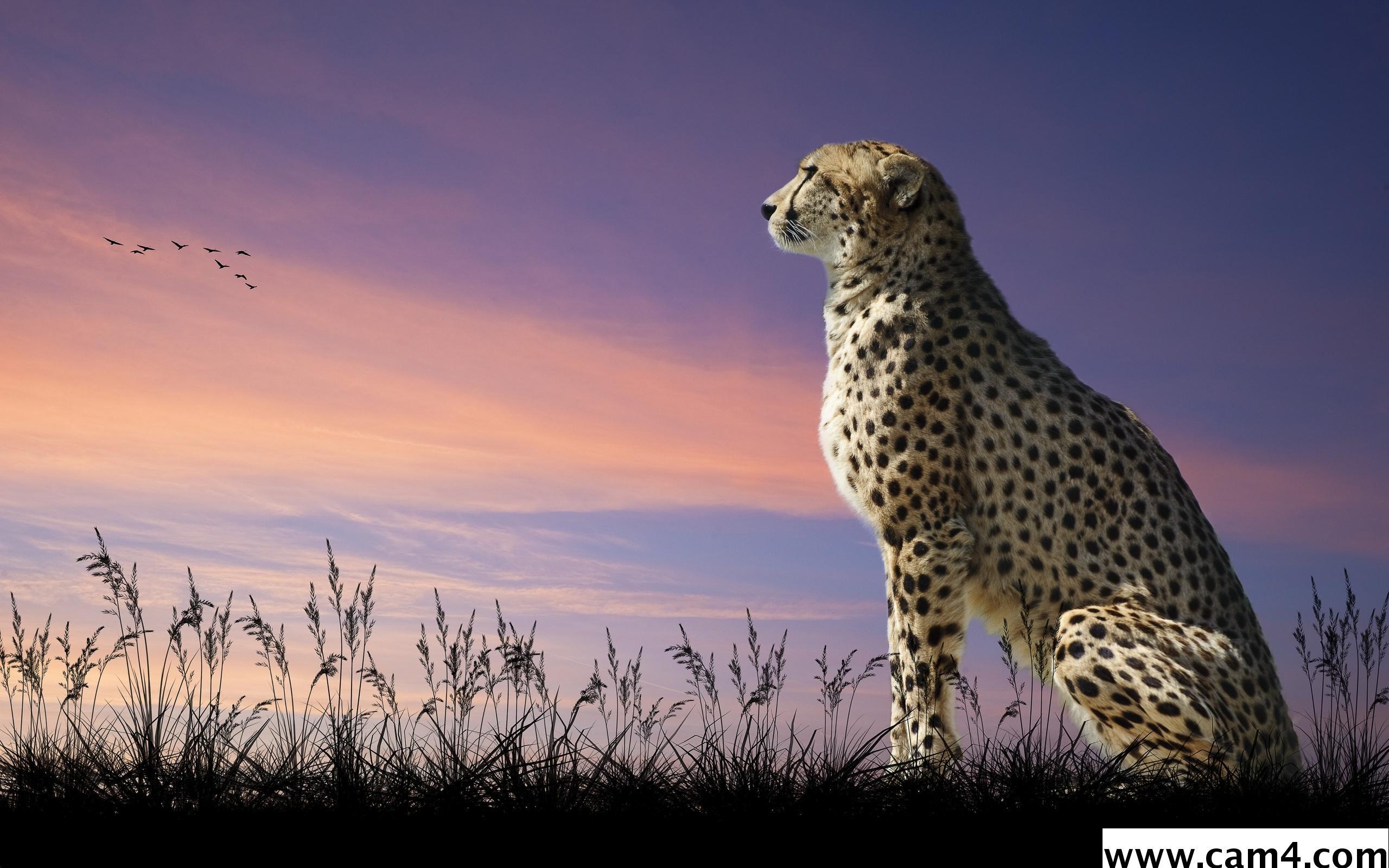 cheetah60 Profile Image