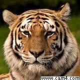 dertiger06's Profile